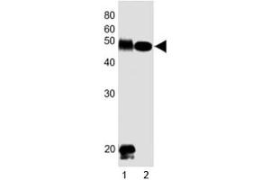 Western blot testing of DLK1 antibody at 1:1000 dilution. (DLK1 抗体  (C-Term))