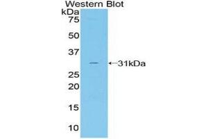 Western Blotting (WB) image for anti-Ciliary Neurotrophic Factor Receptor (CNTFR) (AA 120-358) antibody (ABIN3205367) (CNTF Receptor alpha 抗体  (AA 120-358))