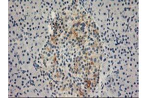 Image no. 2 for anti-Synaptosomal-Associated Protein, 25kDa (SNAP25) antibody (ABIN1501015)