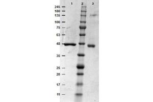 SDS-PAGE results of MEK1 Recombinant Protein. (MEK1 蛋白)
