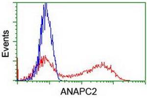 Image no. 2 for anti-Anaphase Promoting Complex Subunit 2 (ANAPC2) antibody (ABIN1496636) (ANAPC2 抗体)