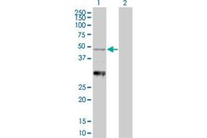 Western Blot analysis of NAPSA expression in transfected 293T cell line by NAPSA MaxPab polyclonal antibody. (NAPSA 抗体  (AA 26-420))
