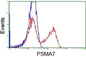 HEK293T cells transfected with either pCMV6-ENTRY PSMA7 (RC201169) (Red) or empty vector control plasmid (Blue) were immunostained with anti-PSMA7 mouse monoclonal (ABIN2453527, Dilution 1:1,000), and then analyzed by flow cytometry. (PSMA7 抗体)