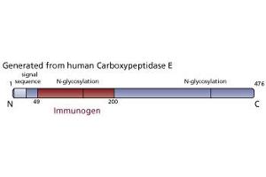 Image no. 3 for anti-Carboxypeptidase E (CPE) (AA 49-200) antibody (ABIN968160) (CPE 抗体  (AA 49-200))