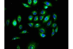 Immunofluorescence staining of A549 cells with ABIN7160339 at 1:100, counter-stained with DAPI. (MEGF9 抗体  (AA 49-178))