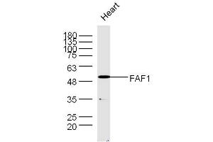 Mouse heart lysates probed with Rabbit Anti-FAF1 Polyclonal Antibody, Unconjugated  at 1:300 overnight at 4˚C. (FAF1 抗体  (AA 551-650))