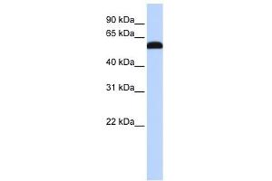 ZGPAT antibody used at 1 ug/ml to detect target protein.