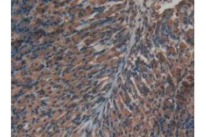 IHC-P analysis of Mouse Stomach Tissue, with DAB staining. (Insulin 抗体  (AA 25-54, AA 90-110))