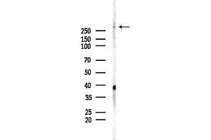 anti-Melanoma Inhibitory Activity Family, Member 3 (MIA3) (C-Term) antibody