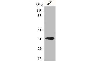 Western Blot analysis of HT29 cells using GIMAP5 Polyclonal Antibody (GIMAP5 抗体  (C-Term))