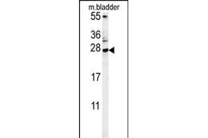 MUTED Antibody (Center) (ABIN654098 and ABIN2843982) western blot analysis in mouse bladder tissue lysates (15 μg/lane). (MUTED 抗体  (AA 40-68))