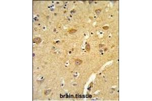 Formalin-fixed and paraffin-embedded human brain tissue reacted with TOA Antibody (N-term), which was peroxidase-conjugated to the secondary antibody, followed by DAB staining. (TOM70 抗体  (N-Term))