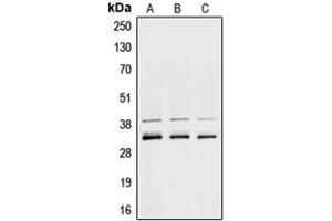 Western blot analysis of hnRNP A1 expression in MCF7 (A), K562 (B), NIH3T3 (C) whole cell lysates.