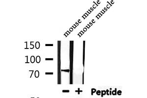 Western blot analysis of extracts from mouse muscle, using USP44 Antibody. (USP44 抗体  (Internal Region))