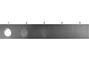 Dot Blot of Anti Mouse IgG (Rabbit) mx Hu-Rhodamine conjugated Dot Blot of Anti Mouse IgG (Rabbit) mx Hu-Rhodamine conjugated. (兔 anti-小鼠 IgG (Heavy & Light Chain) Antibody (TRITC) - Preadsorbed)