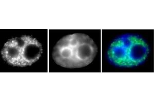 RNA pol II phospho Ser5 antibody (mAb) (Clone 1H4B6) tested by Immunofluorescence. (Rpb1 CTD 抗体  (Ser5))