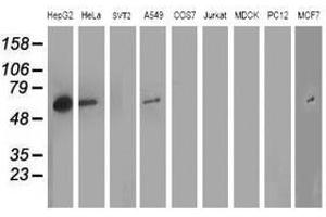 Image no. 4 for anti-ADP-Ribosylation Factor GTPase Activating Protein 1 (ARFGAP1) antibody (ABIN1496681) (ARFGAP1 抗体)