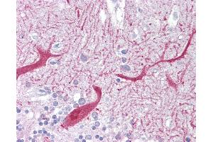 Anti-PON1 antibody IHC of human brain, cerebellum. (PON1 抗体  (AA 215-264))