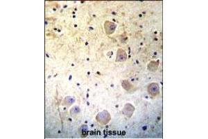 Kallikrein 6(KLK6) Antibody (Center) (ABIN652196 and ABIN2840742) immunohistochemistry analysis in formalin fixed and paraffin embedded human brain tissue followed by peroxidase conjugation of the secondary antibody and DAB staining. (Kallikrein 6 抗体  (AA 126-156))