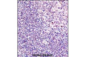 ANP32A Antibody (Center) (ABIN657650 and ABIN2846645) immunohistochemistry analysis in formalin fixed and paraffin embedded human tonsil tissue followed by peroxidase conjugation of the secondary antibody and DAB staining. (PHAP1 抗体  (AA 133-162))