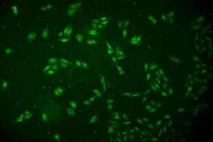 IF analysis of DCK using anti-DCK antibody (ABIN7600254). (DCK 抗体  (AA 17-260))