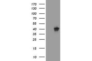 Image no. 1 for anti-Wingless-Type MMTV Integration Site Family, Member 3 (WNT3) (AA 128-355) antibody (ABIN1490901) (WNT3 抗体  (AA 128-355))