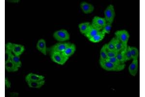 Immunofluorescence staining of HepG2 cells with ABIN7173860 at 1:166, counter-stained with DAPI. (TNFRSF18 抗体  (AA 90-162))