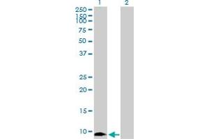 Western Blot analysis of MIF expression in transfected 293T cell line by MIF MaxPab polyclonal antibody. (MIF 抗体  (AA 1-115))