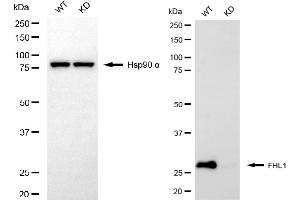 Western blotting analysis using FHL1 antibody (ABIN7798655).