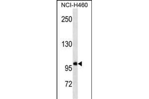 GTF3C3 Antibody (N-term) (ABIN1539406 and ABIN2838358) western blot analysis in NCI- cell line lysates (35 μg/lane).