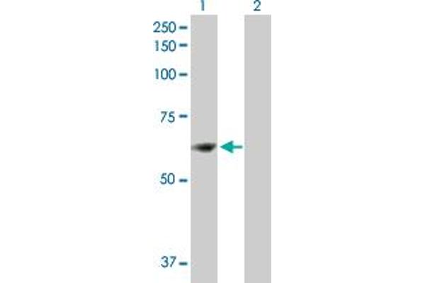 ZNF599 anticorps  (AA 1-588)