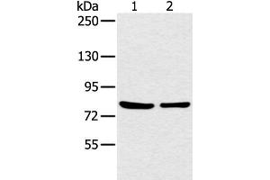 Western blot analysis of 293T cell using CCNT2 Polyclonal Antibody at dilution of 1:200 (Cyclin T2 抗体)