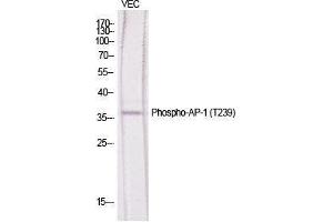 Western Blot (WB) analysis of specific cells using Phospho-AP-1 (T239) Polyclonal Antibody. (C-JUN 抗体  (pThr239))