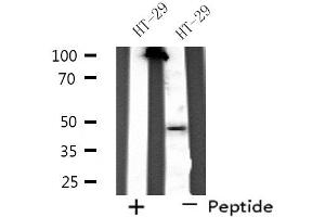 Western blot analysis of extracts from HT-29 cells, using SERPINA11 antibody. (SERPINA11 抗体  (N-Term))