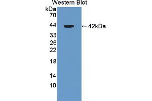 Western blot analysis of recombinant Mouse SLURP1. (SLURP1 抗体  (AA 1-110))