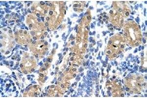 Immunohistochemical staining (Formalin-fixed paraffin-embedded sections) of human kidney with HSD17B1 polyclonal antibody  at 4-8 ug/mL working concentration. (HSD17B1 抗体  (N-Term))