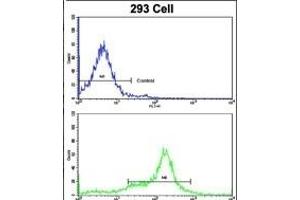 Flow cytometric analysis of 293 cells using KRT10 Antibody (N-term)(bottom histogram) compared to a negative control cell (top histogram). (Keratin 10 抗体  (N-Term))