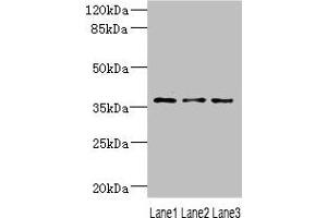 Western blot All lanes: DNAJB2 antibody at 1. (DNAJB2 抗体  (AA 215-324))