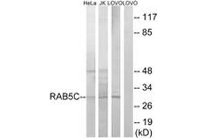 Western blot analysis of extracts from LOVO/HeLa/Jurkat cells, using RAB5C Antibody. (Rab5c 抗体  (AA 122-171))