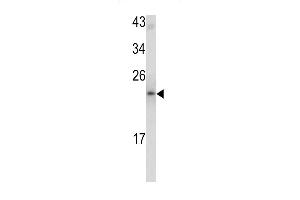 Western blot analysis of MCT-1 antibody (N-term) (ABIN390599 and ABIN2840916) in mouse bladder tissue lysates (35 μg/lane). (MCTS1 抗体  (N-Term))