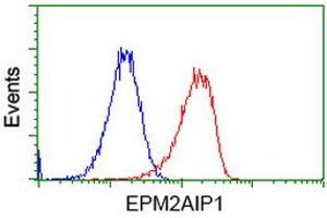 Image no. 2 for anti-EPM2A (Laforin) Interacting Protein 1 (EPM2AIP1) antibody (ABIN1498044)