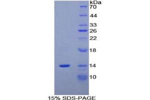 SDS-PAGE analysis of Mouse MPIF2 Protein. (CCL24 蛋白)