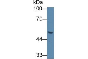 Western Blot; Sample: Human 293T cell lysate; Primary Ab: 5µg/ml Mouse Anti-Human GLa Antibody Second Ab: 0. (GLA 抗体  (AA 81-429))
