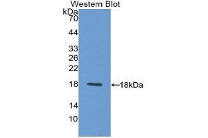 Western Blotting (WB) image for anti-Syndecan 4 (SDC4) (AA 18-145) antibody (ABIN1870679) (SDC4 抗体  (AA 18-145))
