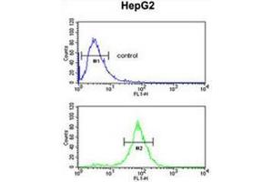 Flow cytometry of HepG2 cells (bottom histogram) compared to a negative control cell (top histogram) using ELOVL2  Antibody (N-term), followed by FITC-conjugated goat-anti-rabbit secondary antibodies. (ELOVL2 抗体  (N-Term))