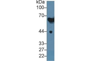 Western Blotting (WB) image for anti-Keratin 2 (KRT2) (AA 508-685) antibody (ABIN7437011)