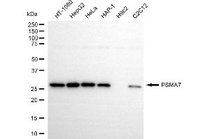 anti-Proteasome Subunit alpha  7 (PSMA7) antibody