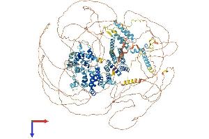 EIF4G3 Protein (AA 1-1585) (His tag)