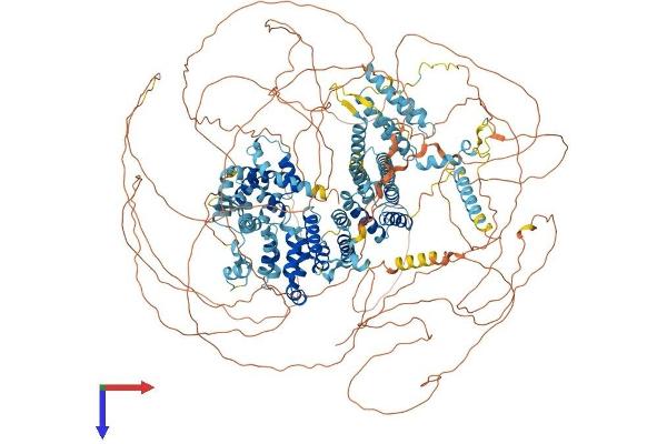 EIF4G3 Protein (AA 1-1585) (His tag)