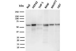 Western Blot Analysis of Raji, HepG2, THP-1, RAW, NIH3T3, U87 cell lysates using PD-L2 Mouse Monoclonal Antibody (PDL2/2676). (PDCD1LG2 抗体  (AA 27-220))